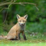 wildlife-3231923_1920